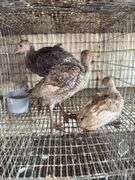 3 Turkey Poults