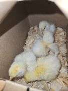 4 American Breese Chicks
