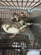 5 Tuxedo Coturnix Quail - 5 Wks Old