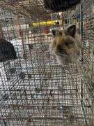 Lionhead Doe