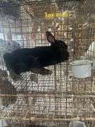 Black Doe
