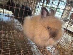 Brown Grey Lionhead Doe