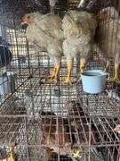 2 Meat Chickens