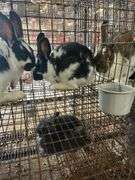 2 Rabbits