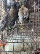 4 Ameraucana Pullets
