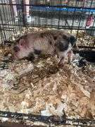 Gilt Mini Pot Belly Pig - 6 Wks Old