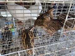 3 Jumbo Wilds Quail - 8wks Old