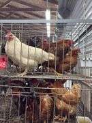 5 Chickens - 1 Rooster 4 Hens