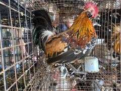 Mille Fluer Duccle Rooster