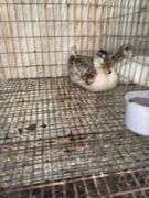 Young Call Duck