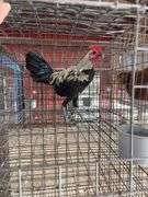 Modern Game Rooster