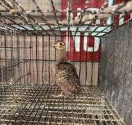 Indian Blue Peachick