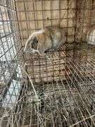 Holland Lop Bunny