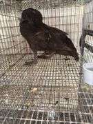 2 Khaki Campbell Runner Ducks - 2 Months Old