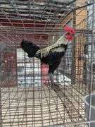Modern Game Rooster
