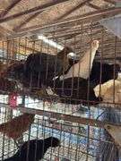 10 White Leghorn & Australorp Pullets - 4 Months Old