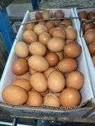 8 Doz Large Brown Eating Eggs