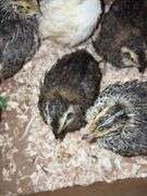 8 Celadon Mix Coturnix Quail - 2.5 Wks Old