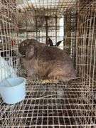 Mini Lop Doe