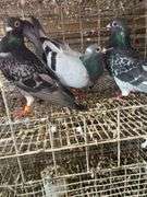 3 Homing Pigeons
