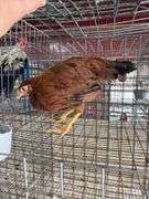 Young Red Hen