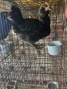Olive Egger Cockerel