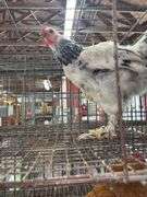 Light Brahma Chicken