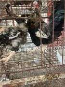 2 Ameraucana Cross Roosters
