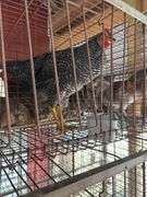 Barred Rock Rooster