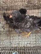 2 Mini Frizzle Pullets