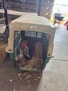 Breeding Pair Gray Japanese Chickens w/ Cage