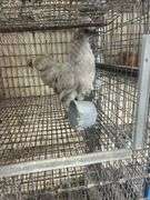 Painted Satin Silkie Pullet