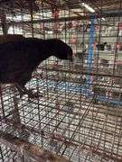 Black Chicken
