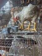 2 Meat Chickens