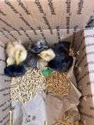 8 Mixed Chicks - Silkies & Mottled Cochin Banties