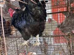 Maran Cross Rooster