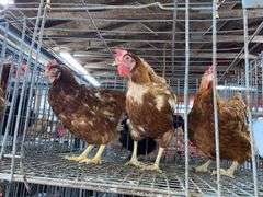 3 Rhode Island Red Hens