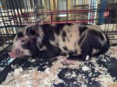 Male Kune Kune Julianna Cross Pig