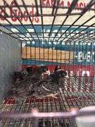 5 Barred Rock Chicks - 3 Wks Old