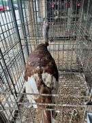 Heritage Bourbon Red Tom Turkey - 1 Yr Old
