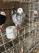 2 Roller Pigeons