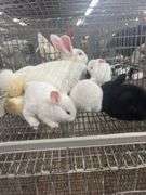 New Zealand Doe w/ 6 Bunnies - Selling As A Family