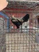 Modern Game Rooster