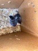 2 Barnyard Mix Chicks - 4 Days Old