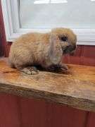 Orange Tort Mini Lop Buck - VM Gene - 8 Wks Old - Very Friendly - Handled By Kids