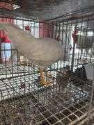 1 White Leghorn Mix Rooster - 3 Months Old