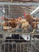 4 Rhode Island Red Hens