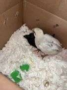 2 Chicks - 1 Splash Leghorn & 1 Fibro Egger