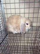 Holland Lop Buck - 1 Yr Old - Litter Box Trained - Was Free Roaming - Very Friendly