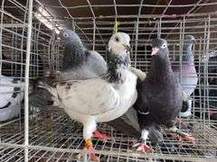 3 Tippler Pigeons